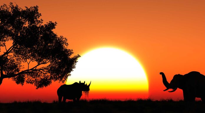 20 proverbios africanos | Sabiduría y cultura africana proverbios africanos